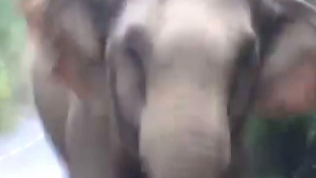 Turistų akistata su agresyviu drambliu vos nesibaigė tragedija