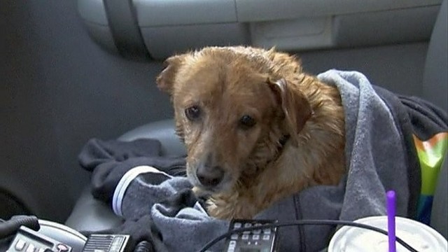 Los Andžele - jaudinanti šiba inu šuns gelbėjimo operacija