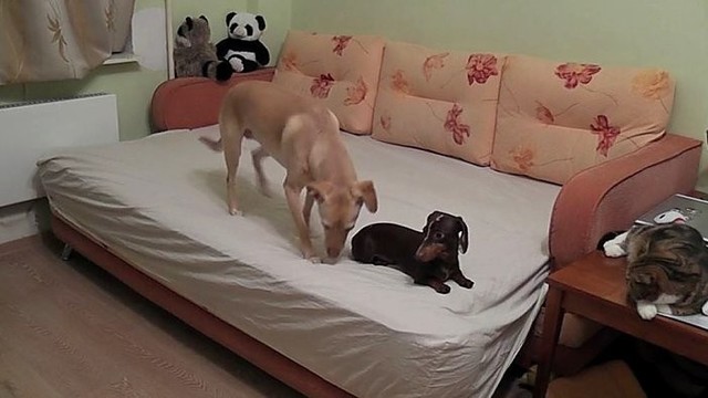 Linksmas įrašas parodė, ką veikia šunys, kai jūsų nėra namie