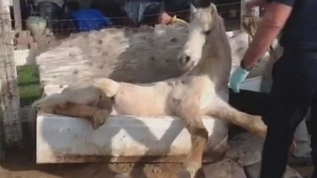 Vonioje įstrigusiam žirgui – neeilinė gelbėtojų pagalba