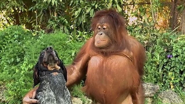 Vaizdo klipe – širdį virpinanti gyvūnų draugystė