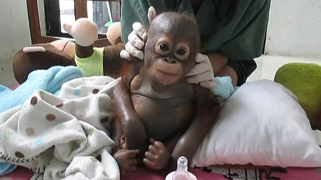 Mielumo įsikūnijimas: orangutanas elgiasi visai kaip kūdikis