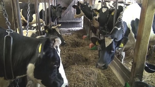 Dėl karvių susirgimų prastėjo pieno kokybė (I)