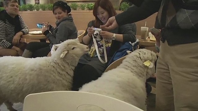 Tokį vaizdą ne kasdien pamatysi: Seulo kavinėje šmirinėja avys