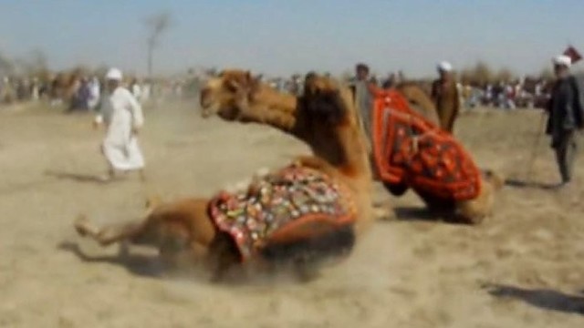 Pamatyk, kaip atrodo Pakistane populiarios kupranugarių imtynės