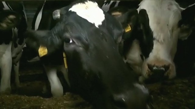 Dėl žemų pieno supirkimo kainų ūkininkai rengiasi suvažiavimui I