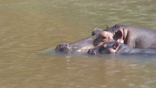 Lietuvio įspūdžiai iš Afrikos: hipopotamo medžioklė (II)