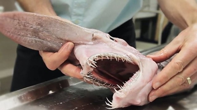 Australijos muziejų pasiekė retas ryklys – „gelmių ateivis“