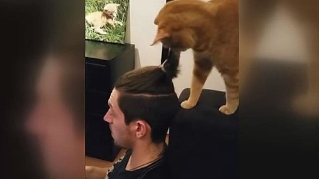 Katė pademonstravo, kad jai nepatinka nauja šeimininko šukuosena