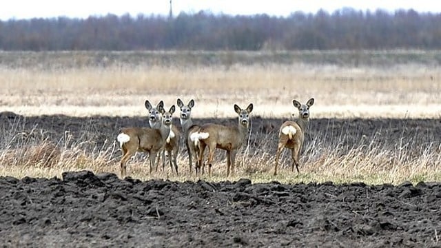 Nors laikysis 11 laipsnių šiluma, gali trumpai palyti