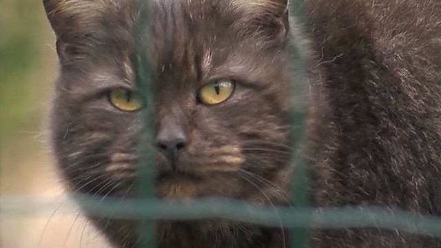 Per mėnesį Klaipėdos sodų bendrijoje nužudyta pusšimtis kačių?