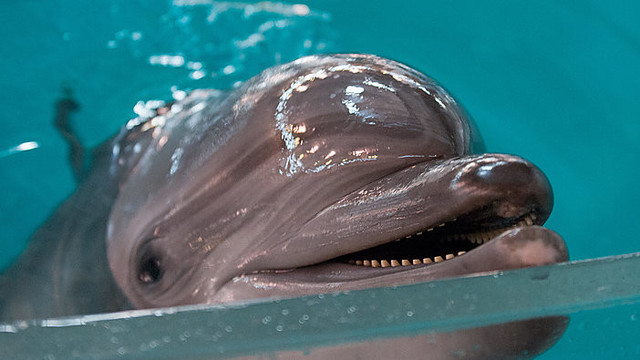 Delfinai protingesni už kai kuriuos žmones