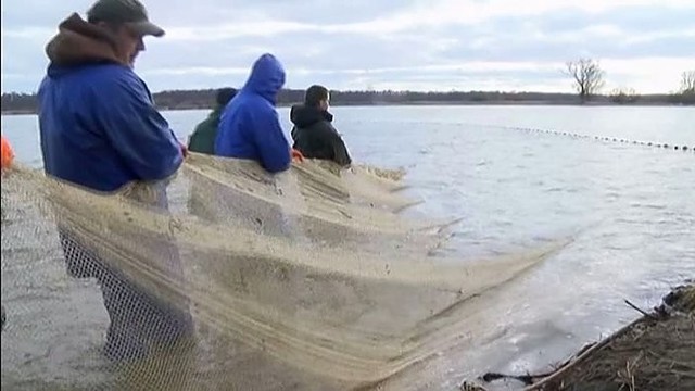 Žvejai tikisi, kad stintų laimikis atpirks pernykštį nuostolį