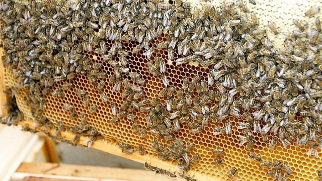Bitininkas paaiškino, kodėl medus yra sveikatos šaltinis