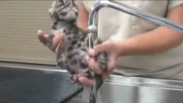 Šio žavingo leopardo jauniklio maudynės nepaliks abejingų