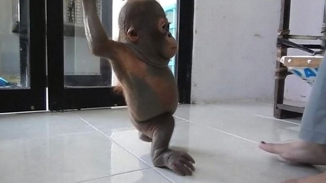 Žiauriai nukankintas orangutanas po truputį stojasi ant kojų