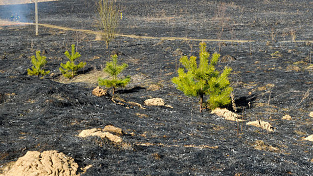 Pavasarinis žolės deginimas - didžiulė žala gamtai (II)