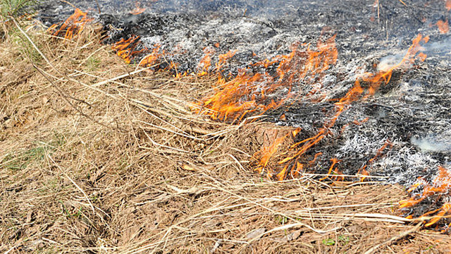Pavasarinis žolės deginimas - didžiulė žala gamtai (I)