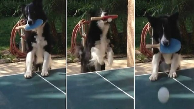 Neįtikėtina: nufilmavo stalo tenisą žaidžiantį šunį