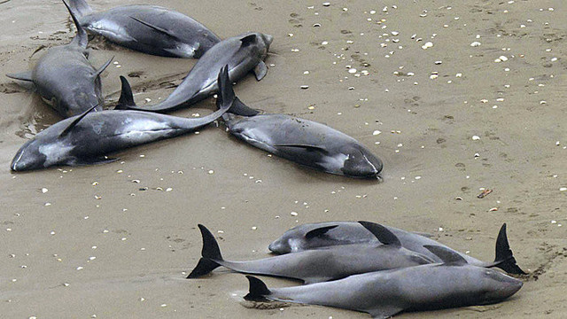Japonijoje jūra išmetė pusantro šimto delfinų