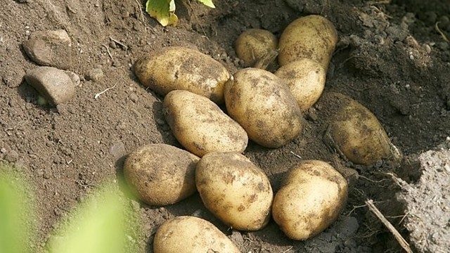 Kaip paankstinti bulvių derlių, kad jas kastume iki Joninių?