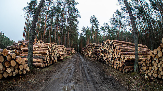 Lietuvos verslininkai negalės pirmumo teise pirkti medienos