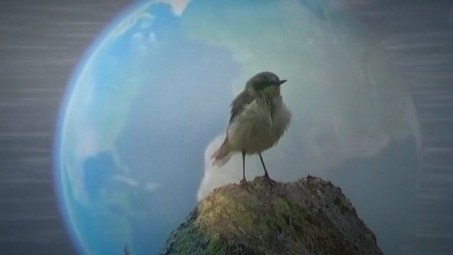 Mažas paukštelis, kurio sugebėjimai atima amą mokslininkams