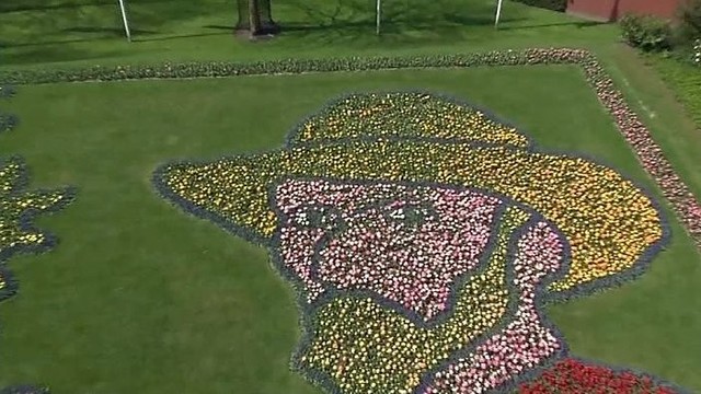Tūkstančiai tulpių žiedų Nyderlanduose pražydo kaip portretas