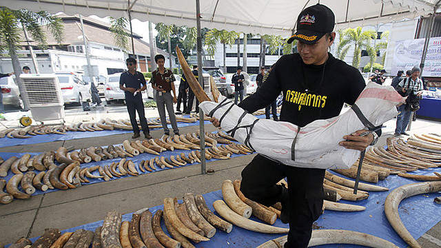 Tailande sulaikyta rekordinė dramblių ilčių kontrabandos siunta
