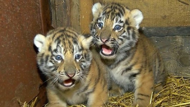 Klaipėdoje tigrė savo mažylius nuo veterinarų saugojo mėnesį