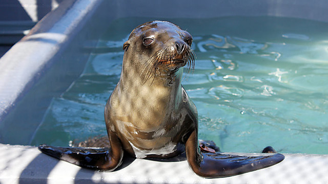 Kalifornijoje pareigūnai gaudė jūrų liūto jauniklį