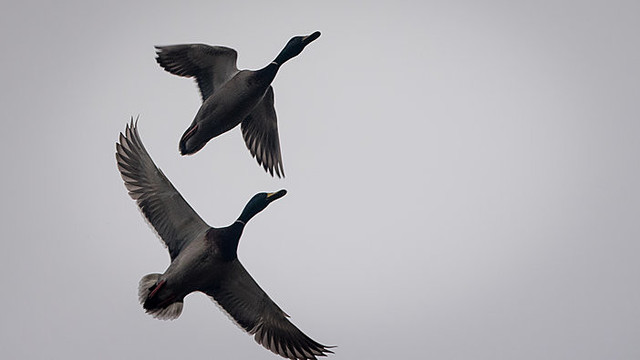 Mįslė mokslininkams: kaip paukščiai randa kelią į savo lizdus?