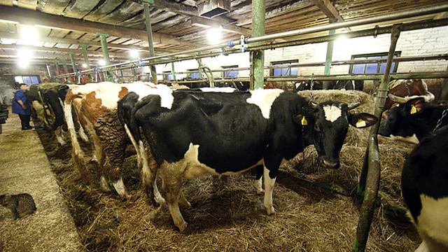 Pažangiausi gyvulininkystės ūkiai Lietuvoje (I)