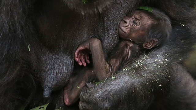 Gorilos jauniklis privers nusišypsoti net didžiausią paniurėlį