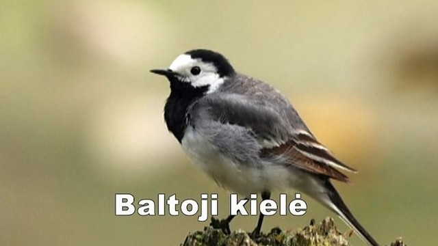 Mūsų sodybose gyvenantys paukščiai ir jų giesmės (I)