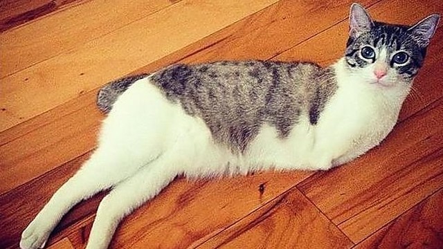 Dvikojė katė internete sukėlė susižavėjimo bangą