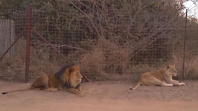 Pietų Afrikoje turistę per automobilio langą užpuolė liūtas
