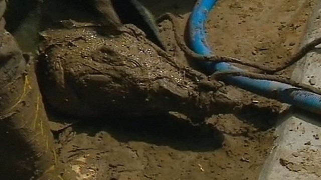 Gruzijoje sugautas per potvynį į laisvę pasprukęs krokodilas