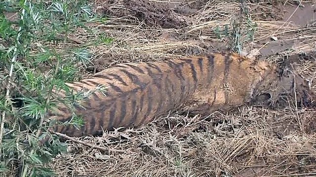 Tbilisyje besiblaškęs tigras sudraskė žmogų