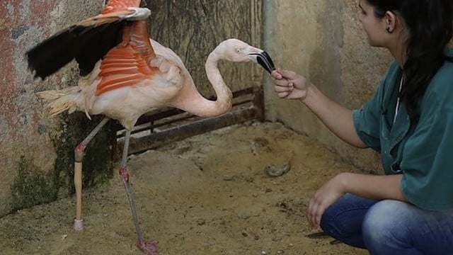 Pirmasis pasaulyje flamingas vaikšto dirbtine koja