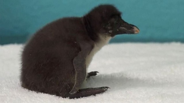 Pora pingvinų susilaukė mielo mažylio