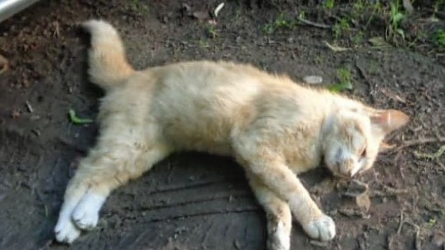 Klaipėdiečiai sukrėsti: viename kieme – dešimt nunuodytų katinų
