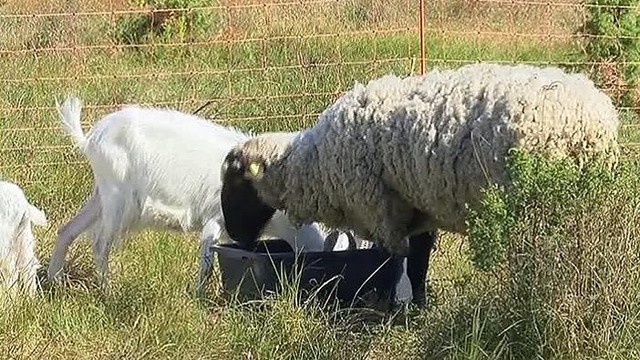 Kuršių nerijoje apsigyvenusios ožkos avių neleidžia prie grūdų
