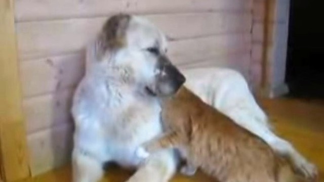 Sunku patikėti: katė apsikabino šunį tarsi seną bičiulį