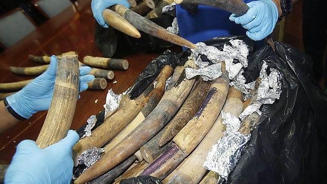 Tailande sulaikyta dramblio kaulo siunta už 300 tūkst. dolerių