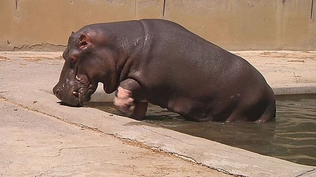 Išsigelbėjimo simbolis: hipopotamas Gruzijoje nugalėjo negandas