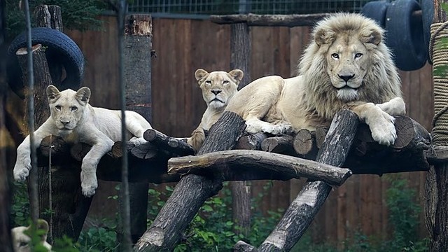 Pusės gyvūnų netekęs Tbilisio zoologijos sodas bando atsitiesti