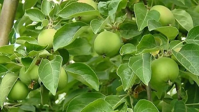 Šiemet ūkininkai tikisi rekordiškai didelio obuolių derliaus