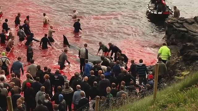 Kasmetinės banginių žudynės ir vėl nudažė vandenį raudonai