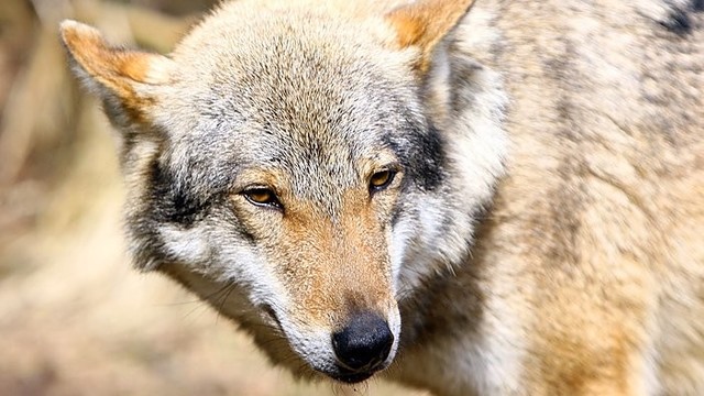 Šiaulių rajone siautėja vilkai: manoma, kad išpuolių bus daugiau